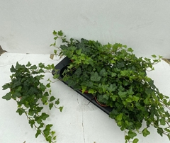 Hedera Helix Wonder 12Ø 30cm