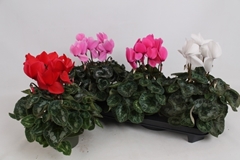 Cyclamen Super Serie Leopardo 13Ø 35cm