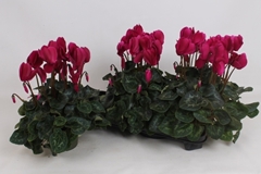 Cyclamen Super Serie Leopardo 13Ø 35cm