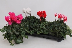 Cyclamen Super Serie Leopardo 13Ø 30cm