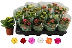 Kalanchoe Double Rosaline Mix 7Ø 15cm