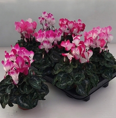Cyclamen Midi Indiaka 12Ø 30cm