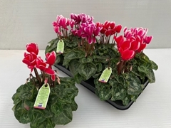 Cyclamen Midi Super Serie Macro 12Ø 30cm