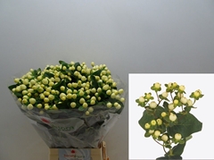 Hypericum Magical White Princess 70cm