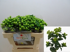 Hypericum Magical Green Power 50cm