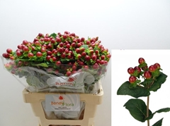 Hypericum Magical Seasons 60cm