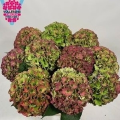 Hydrangea Royal Palace Classic 60cm 16-18cm Hd