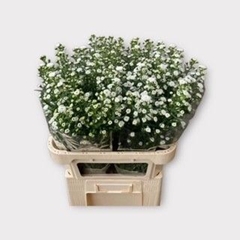 Aster Pompon 80cm 30gr.