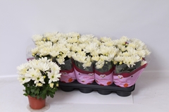Chrysanth Berlise 12Ø 26cm