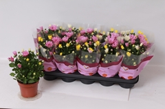 Chrysanth Mix 12Ø 26cm