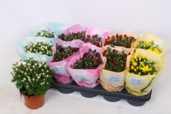 Chrysanth Milkshake Mix 12Ø 23cm