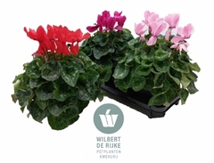 Cyclamen Super Serie Mammoth 17Ø 35cm