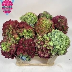 Hydrangea Adora Classic 50cm 16-18cm Hd
