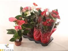 Anthurium Mix 3 Colours 14Ø 55cm