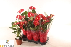 Anthurium Easy Red 14Ø 60cm