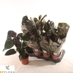Anthurium Paris Black 14Ø 60cm