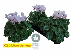 Cyclamen Super Serie Mammoth 17Ø 35cm