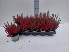 Calluna Vulgaris Beauty Ladies Steffi 12Ø 25cm
