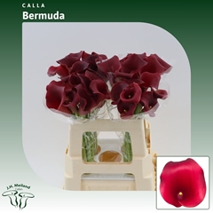 Zantedeschia Captain Bermuda 55cm
