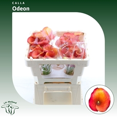 Zantedeschia Captain Odeon 45cm