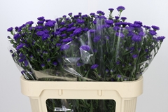 Aster Astee Dark Milka 70cm 15gr.