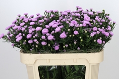 Aster Astee Mini Baby Pink 70cm 15gr.