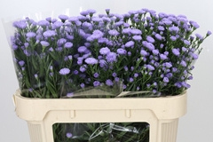 Aster Astee Mini Baby Blue 70cm 15gr.