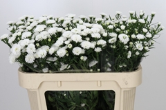 Aster Pretty Wendy 70cm 15gr.