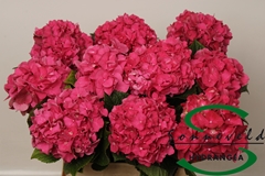 Hydrangea Glowing Alps 60cm 8-10cm Hd