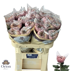 Chrysanth Single Vienna Salmon 75cm 110gr.