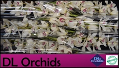 Cymbidium Ivory 80cm
