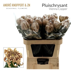 Chrysanth Single Vienna Copper 75cm 140gr.