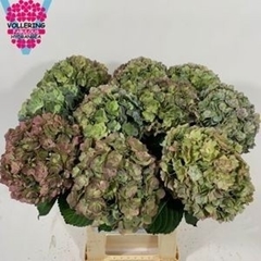 Hydrangea Adora Classic 60cm 18-20cm Hd