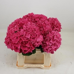 Hydrangea Rodeo Red 40cm 13-15cm Hd