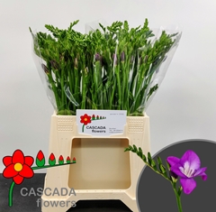 Freesia Single Costa 40cm 10gr.