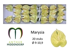Anthurium Marysia Antique 9cm Hd