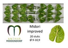 Anthurium Midori Improved 9cm Hd