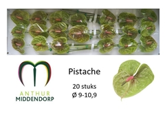 Anthurium Pistache 9cm Hd