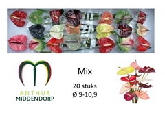 Anthurium Mix 9cm Hd