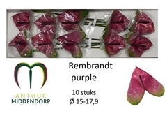 Anthurium Rembrandt Purple 15cm Hd
