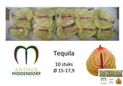 Anthurium Tequila 15cm Hd