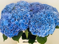 Hydrangea Royal Parade 60cm 12-14cm Hd