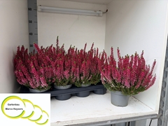 Calluna Vulgaris Garden Girls Milva 12Ø 25cm