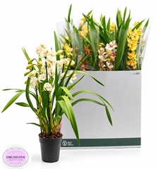 Cymbidium Mixed 14Ø 85cm 4st