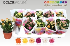 Kalanchoe Double Mix 10Ø 20cm