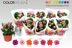 Kalanchoe Double Mix 10Ø 20cm