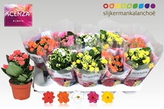 Kalanchoe Double Mix 12Ø 26cm