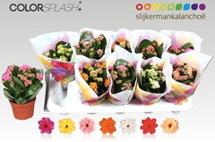 Kalanchoe Double Mix 10Ø 20cm