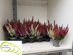 Calluna Garden Girls Quattro Girls Mix In Pot 11Ø 20cm