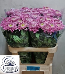 Chrysanth Single Holiday 80cm 90gr.
